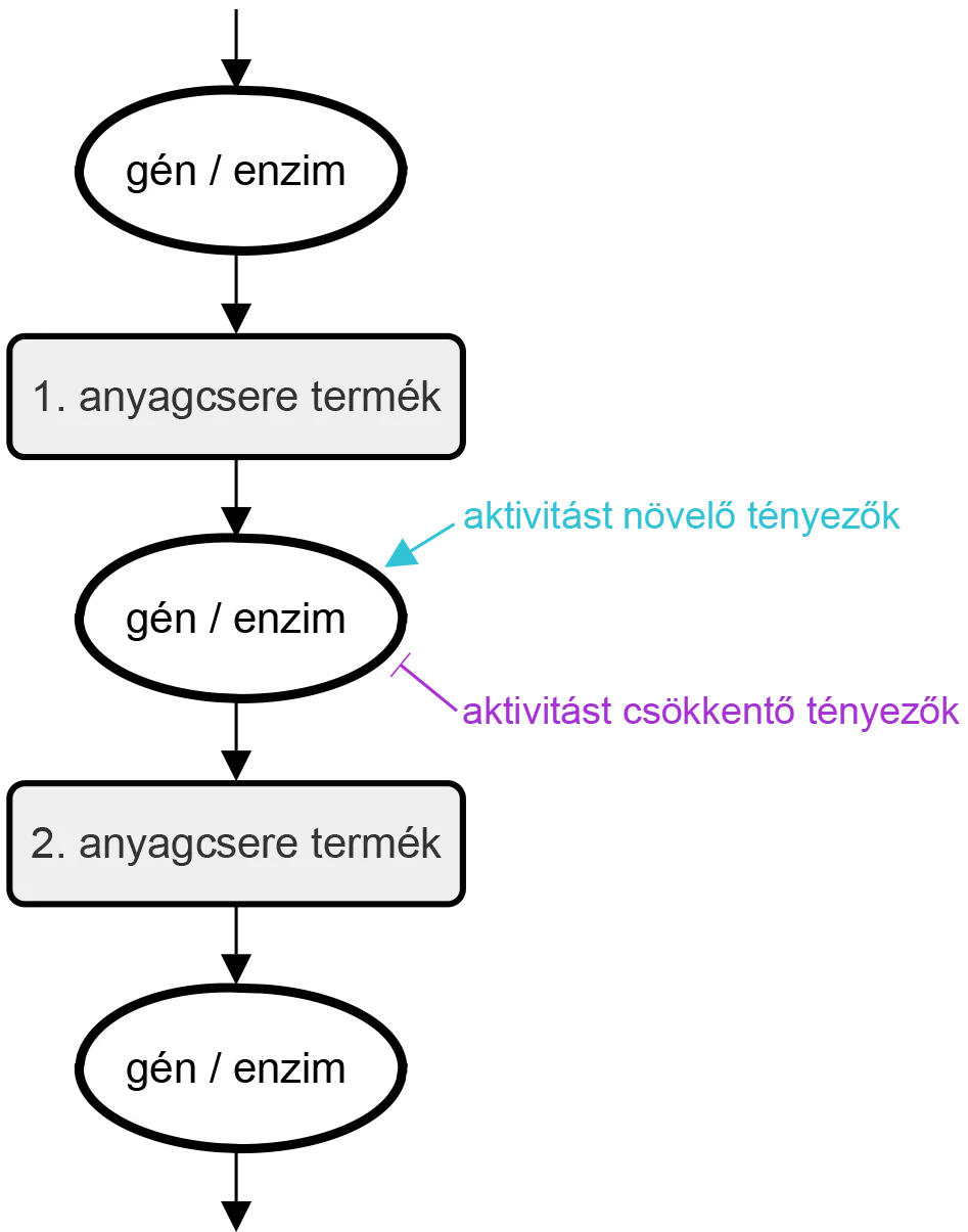 1_abra_gen_enzim_mukodesehez_hasznalt_szimbolumrendszer_v2