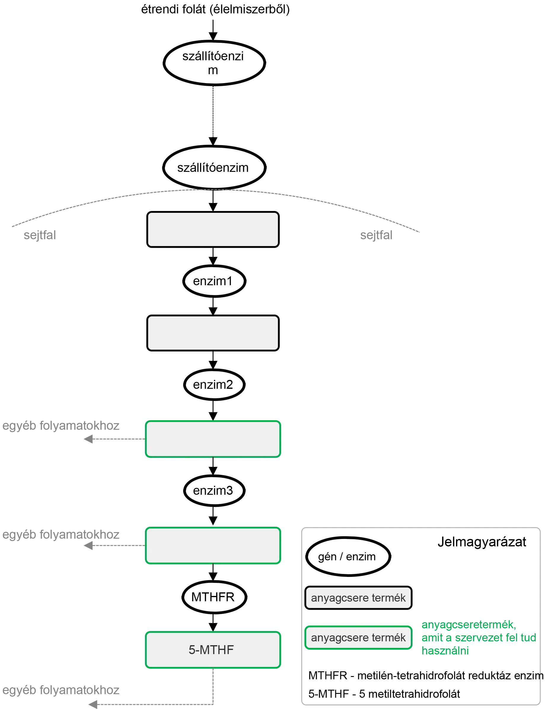 2_abra_a_b9_vitamin_atalakulas_lepesei_v2