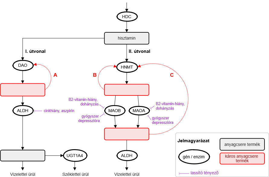 3_abra_a_hisztaminlebontasban_levo_visszacsatolo_mechanizmusok_v2