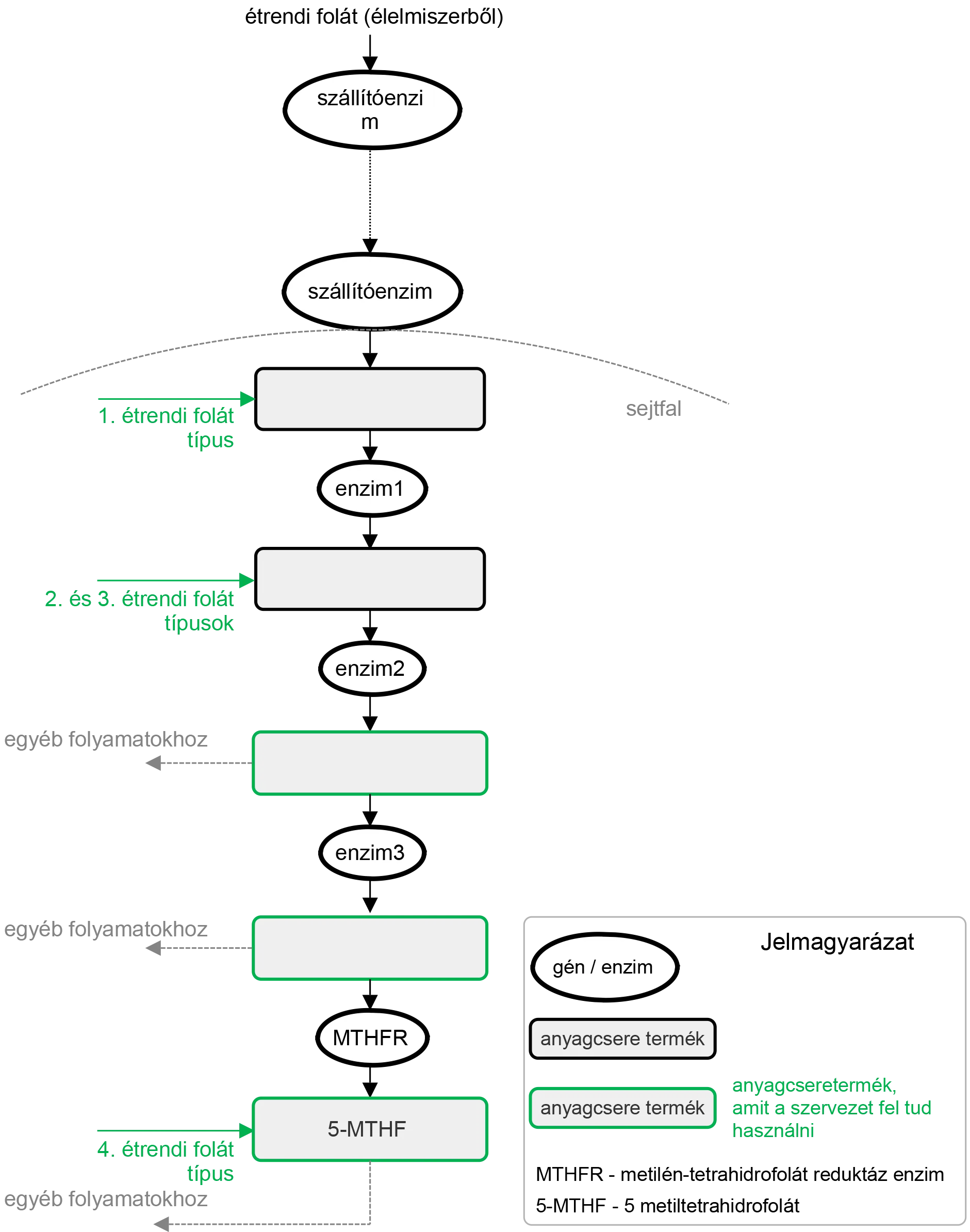 3_abra_az_etrendi_folatok_a_b9_vitamin_atalakitasi_folyamatban_v2