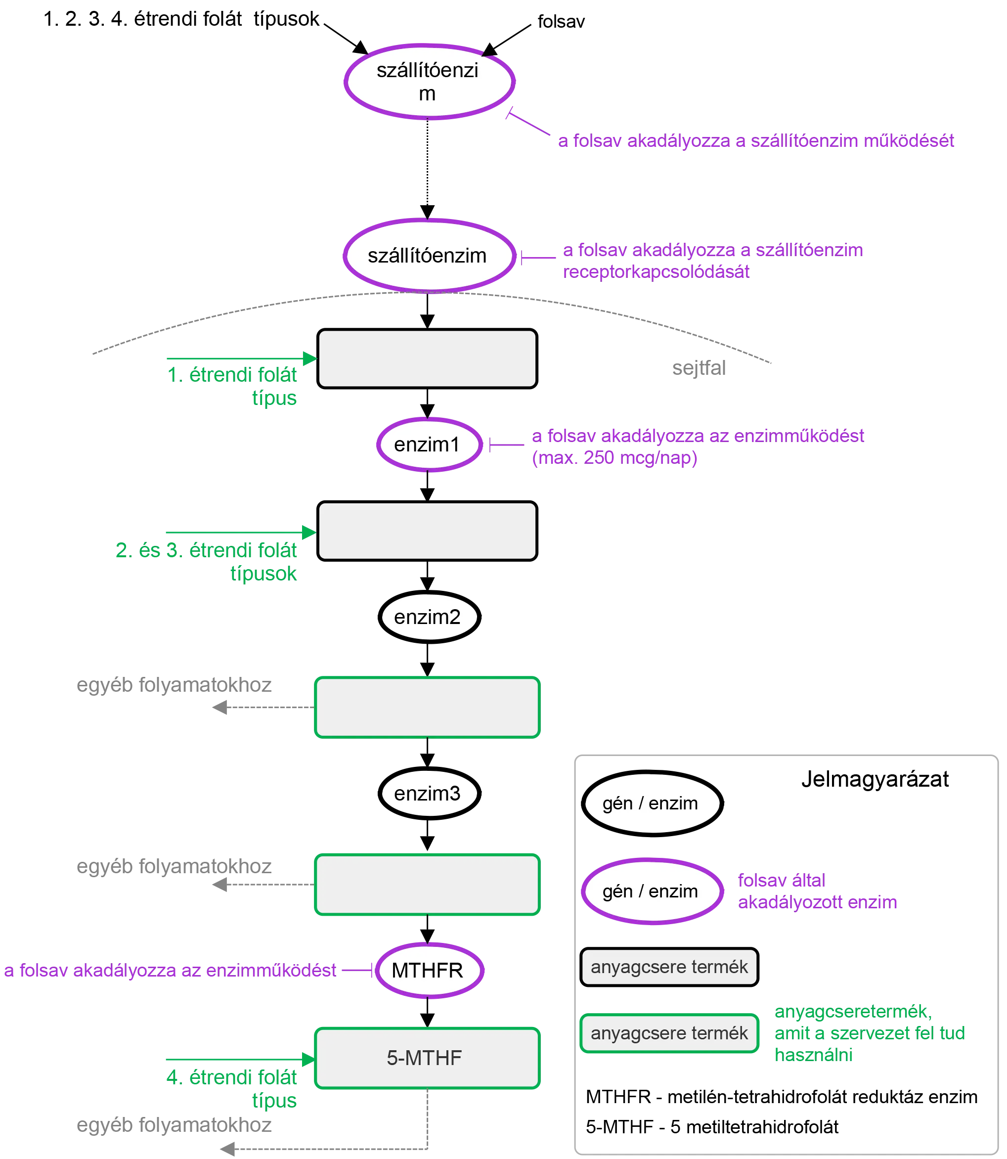 4_abra_a_folsav_hatasa_a_metilfolat_5_mthf_kepzodeseben_reszt_vevo_enzimekre_v2